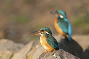Female Kingfisher (Alcedo atthis) on stone
