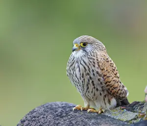Female lesser kestrel (Falco naumanni)