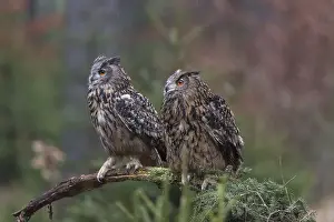 One female and one male Eurasian Eagle Owl