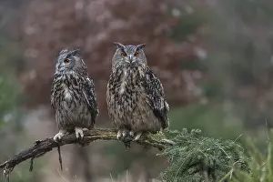 One female and one male Eurasian Eagle Owl