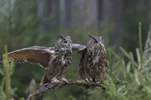 One female and one male Eurasian Eagle Owl