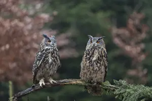 One female and one male Eurasian Eagle Owl
