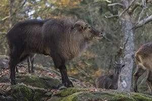 One female and one male Himalayan Tahr (Hemitragus jemlahicus) standing in a forest