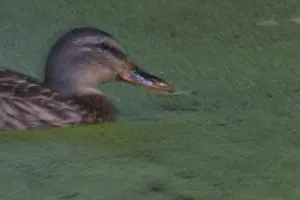Female mallard (Anas platyrhynchos)
