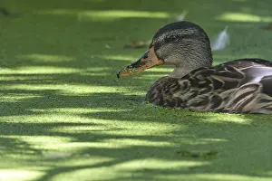 Female mallard (Anas platyrhynchos)