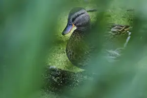 Female mallard (Anas platyrhynchos)