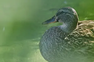 Female mallard (Anas platyrhynchos)