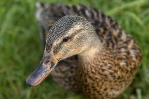 Female Mallard (Anas platyrhynchos) in a meadow