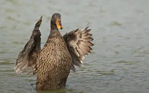 Female Mallard duck (Anas platyrhynchos) swimming in a pond