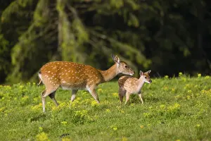 One female Manchurian sika deer or Dybowski's sika deer (Cervus nippon mantchuricus or Cervus nippon dybowskii)