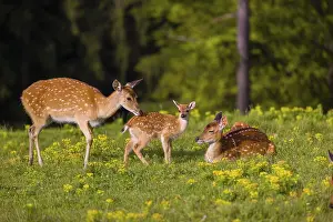 One female Manchurian sika deer or Dybowski's sika deer (Cervus nippon mantchuricus or Cervus nippon dybowskii)