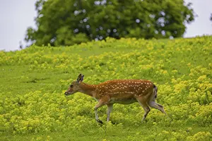 One female Manchurian sika deer or Dybowski's sika deer (Cervus nippon mantchuricus or Cervus nippon dybowskii)