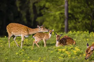 One female Manchurian sika deer or Dybowski's sika deer (Cervus nippon mantchuricus or Cervus nippon dybowskii)