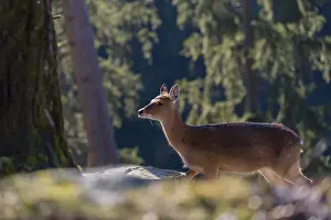 One female Manchurian sika deer or Dybowski's sika deer (Cervus nippon mantchuricus or Cervus nippon dybowskii)