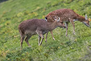 Two female Manchurian sika deer or Dybowski's sika deer (Cervus nippon mantchuricus or Cervus nippon dybowskii)