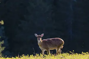One female Manchurian sika deer or Dybowski's sika deer (Cervus nippon mantchuricus or Cervus nippon dybowskii)