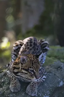 One female Ocelot, Leopardus pardalis