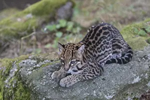 One female Ocelot, Leopardus pardalis