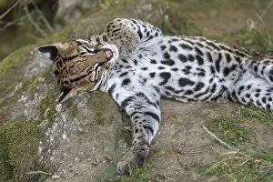 One female Ocelot, Leopardus pardalis