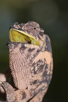 Female Panther Chameleon (Furcifer pardalis)