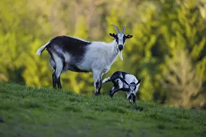 A female peacock goat (Capra aegagrus f)