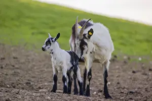 A female peacock goat (Capra aegagrus f)