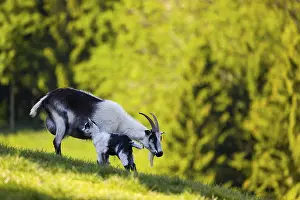 A female peacock goat (Capra aegagrus f)