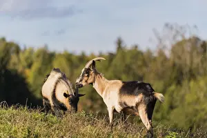 Two female peacock goats (Capra aegagrus f)