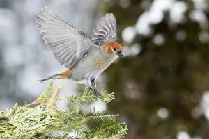 Female with pine beak sitting on a branch in winter (Pinicola enucleator)
