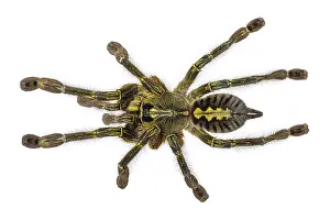 Female Poecilotheria rufilata aka Redslate ornamental tarantula