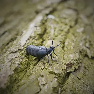 Female, very poisonous Black oil beetle