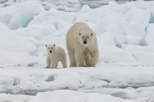 Female Polar bear (Ursus maritimus) with cub