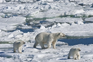 Female Polar bear (Ursus maritimus) with two cubs