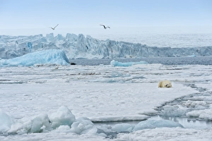 Category Scandinavia Prints: Female polar bear (Ursus maritimus) resting on pack ice in front of a blue iceberg