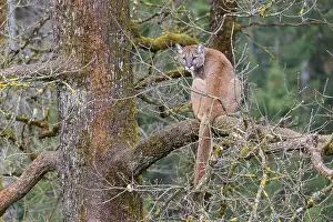 A female puma (Puma concolor) rests high up in an oak tree on a cloudy day