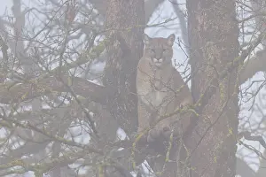 A female puma (Puma concolor) rests high up in an oak tree in dense fog