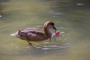 A female red-crested pochard (Netta rufina) tries to eat a grass frog (Rana temporaria)
