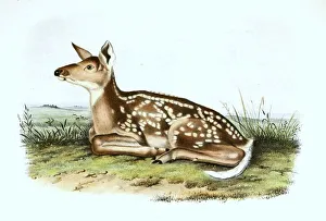 Female red deer (Cervus elaphus)