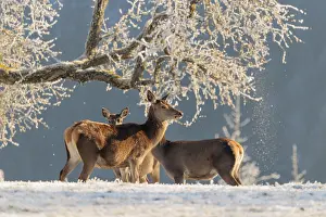 Three female red deer (Cervus elaphus)
