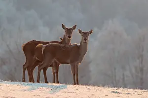 Three female red deer (Cervus elaphus)