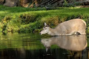 Female red deer (Cervus elaphus)