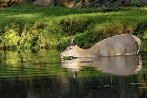 Female red deer (Cervus elaphus)