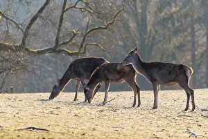 Three female red deer (Cervus elaphus) graze in the first light of day on a meadow covered in hoar frost