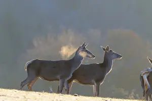 Three female red deer (Cervus elaphus) stand in the first light of day on a meadow covered in hoar frost