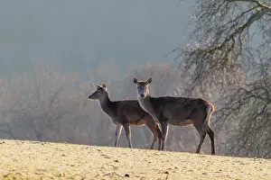 Two female red deer (Cervus elaphus) stand in the first light of day on a meadow covered in hoar frost