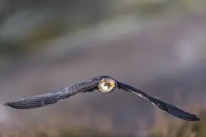 One female red-footed falcon (Falco vespertinus) flying at the edge of a forest