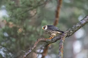 One female red-footed falcon (Falco vespertinus) sitting on a twig of a tree in a forest