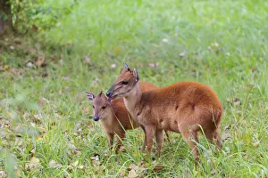 A female red forest duiker