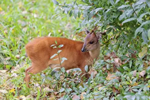 A female red forest duiker, Natal duiker or Natal red duiker (Cephalophus natalensis) stands on a green meadow