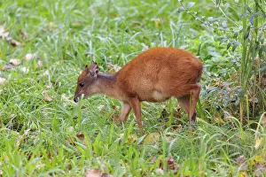 A female red forest duiker, Natal duiker or Natal red duiker (Cephalophus natalensis) grazes on a green meadow